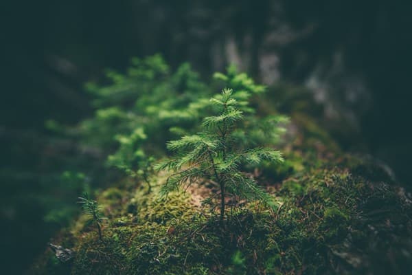 Plant ashes as trees