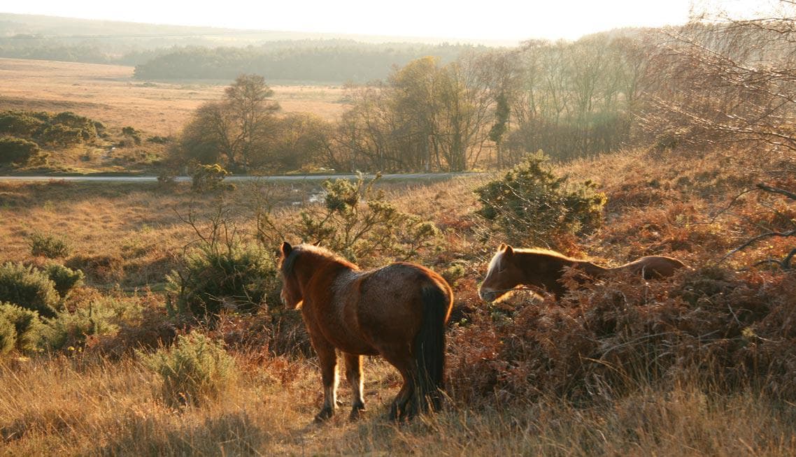 Funeral directors in Hampshire